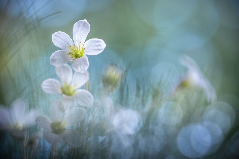 Die Schwestern von Christl Deckx