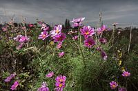 Des fleurs d'automne sous un ciel menaçant