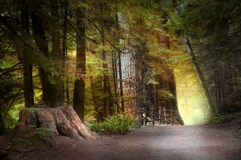 Laisser sur la lumière par Kees van Dongen