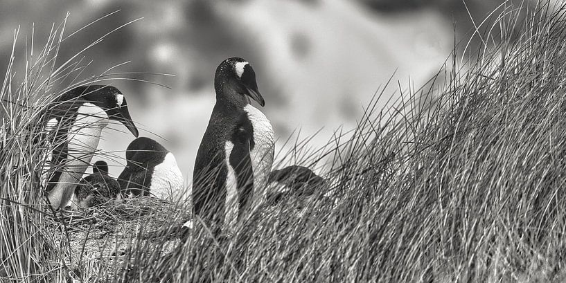 Gentoo-Pinguine in Sanddünen der Fakllandinseln von Wuzitours Fotografie