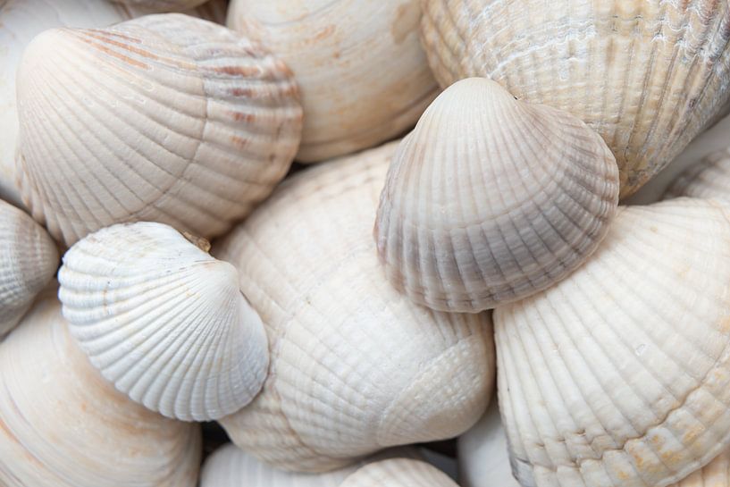 Coquilles blanches, crème et beige par Marjolijn van den Berg