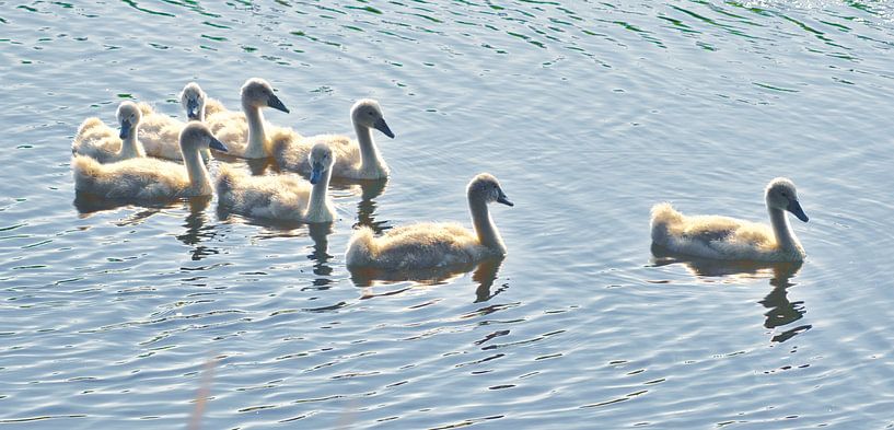 Picture-perfect swan chicks by Miny'S