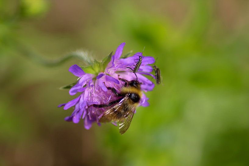 Bee in purple flower by Shirley Douwstra
