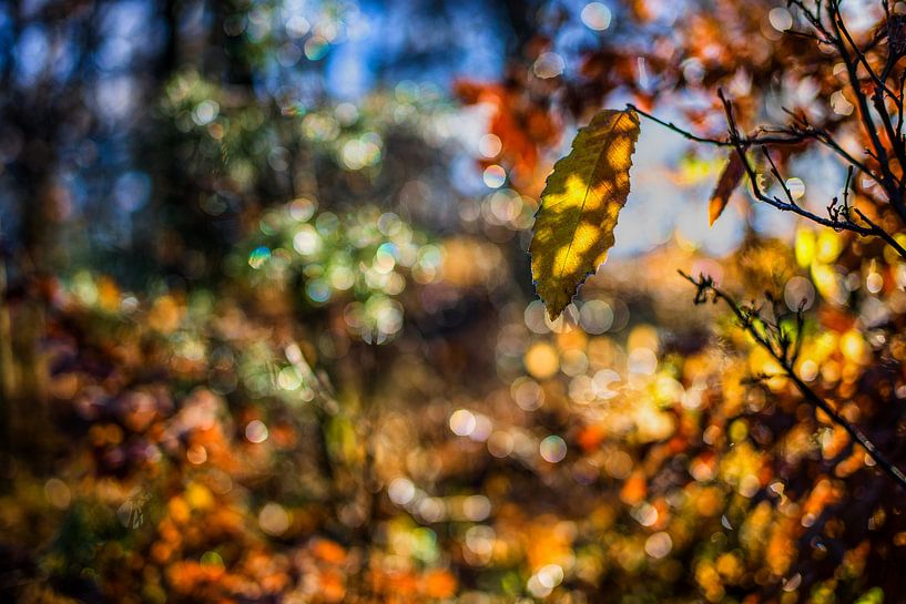Autumn colours 03.2x3 by Timo Bergenhenegouwen