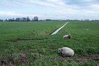Schafe im niederländischen Polder