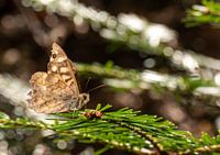 Kleiner brauner Schmetterling sitzt auf einem Tannenzweig