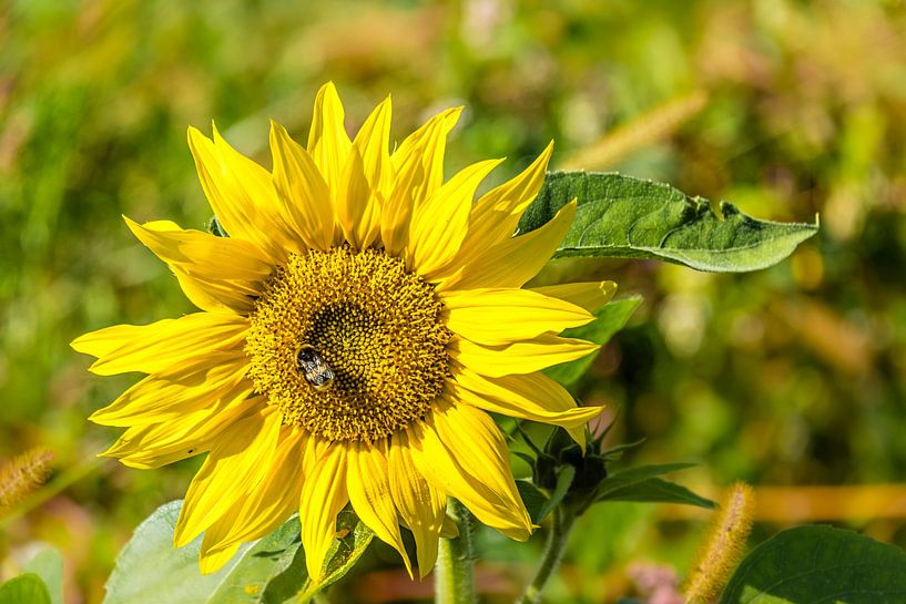 Fleur de tournesol avec abeille par Dieter Walther