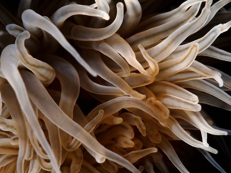 Tentacules d'une rose de veuve, abstrait par René Weterings