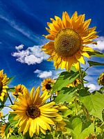 Sunflowers II