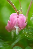 Asiatische blutende Herzblume Makrofotografie nach Regen vertikal