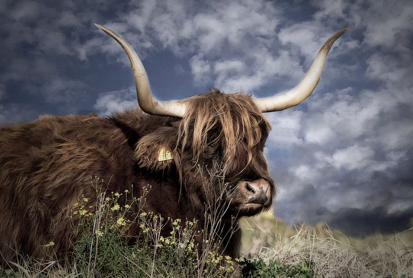 Kuh in der Sonne von Carla van Zomeren