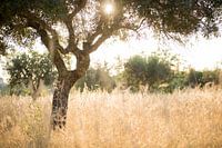 Sonne durch Olivenbaum