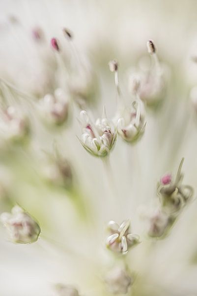 White abstract: Flowers from the heart of an Astrantia Major by Marjolijn van den Berg