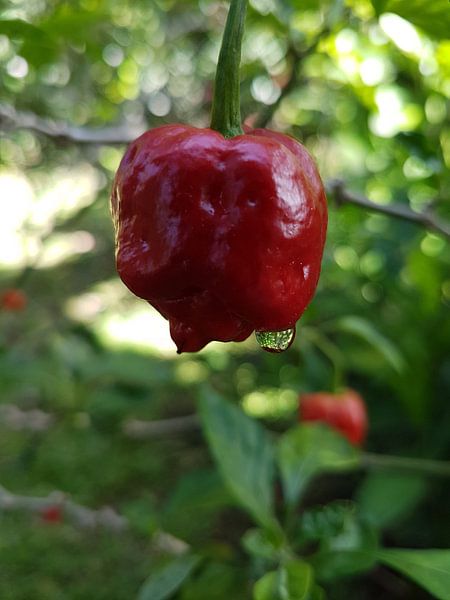 Pepertjes in de regen  von Joelle van Buren