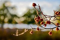Lac de Bealing Rotterdam