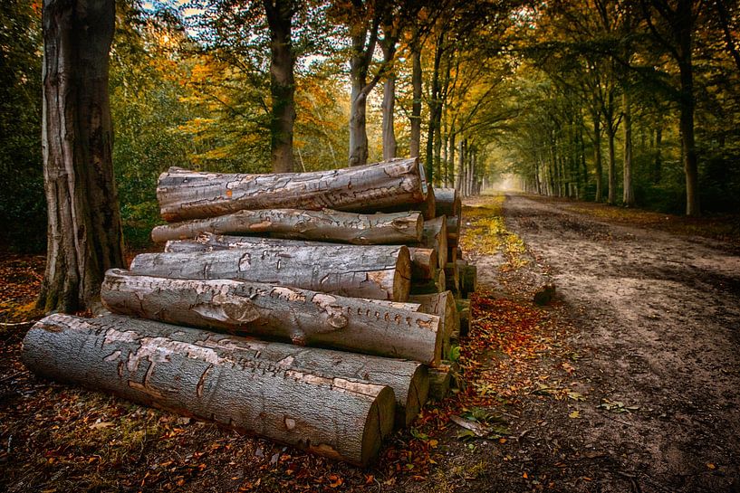 Breda Liesbos in the fog by Egon Zitter