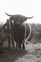 Scottish Highlander