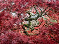 Der Zauber des japanischen Ahorns