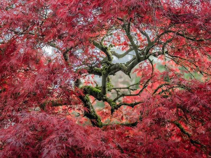 Der Zauber des japanischen Ahorns von René van Leeuwen