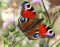 Peacock Butterfly