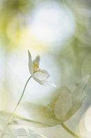 Anémones des bois 2020 - 13