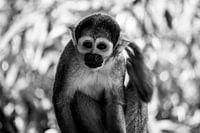 Malender Affe (Totenkopfäffchen)