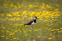 Kiebitz in der Blumenwiese