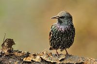 Nieuwsgierige spreeuw