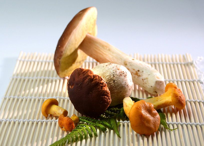 Steinpilz von Alex Neumayer