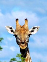 Giraffe looking above the trees