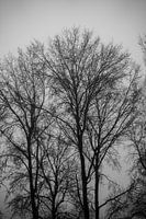 Bare trees on a cold winter morning