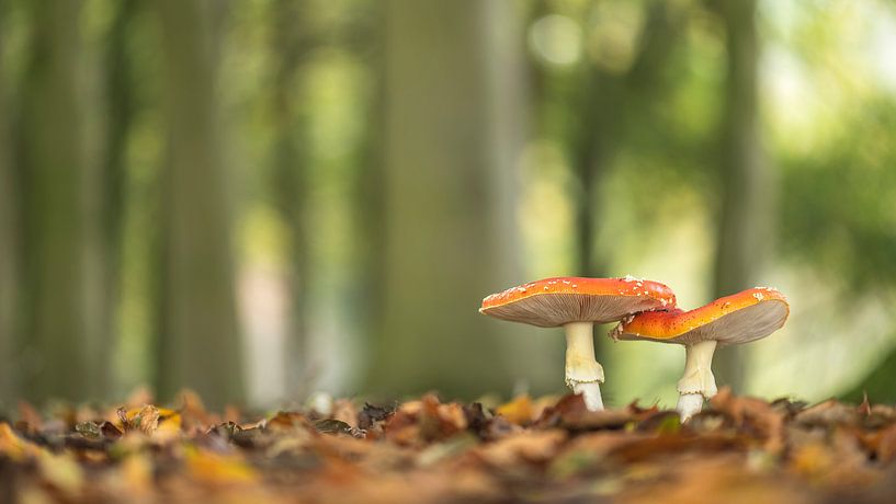 2 Fliegenpilze von Erik Veldkamp