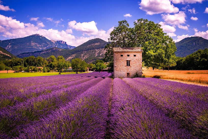 Lavendel von Lex van Lieshout