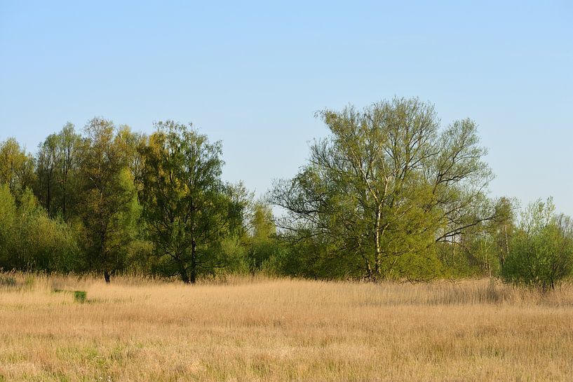 Paysage au soleil par Gerard de Zwaan
