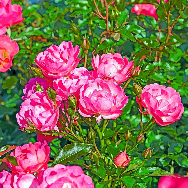 Fleurs de roses rouges par Michael Schuppich