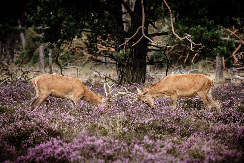 Red deer on the Hoge Veluwe by Henrico Scheffel