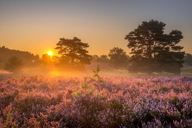 Sonnenaufgang an der Brunssummerheide / Heidekrautlandschaft von Maurice Meerten