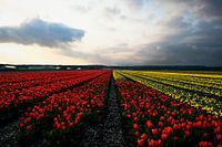 tulip field in noordwijkerhout