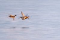 Schnatterente im Flug