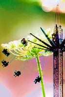 Foire aux fleurs - Dreams in Motion