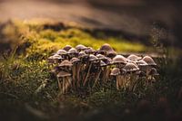 Large group of brown mushrooms with water droplets on them