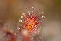 Sundew