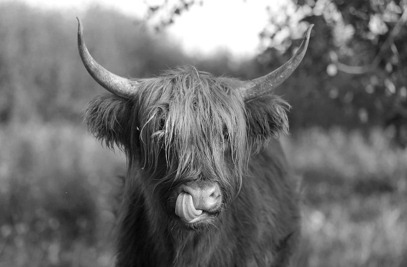 Schottischer Highlander von Frank Smedts