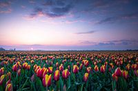 Dutch Tulips