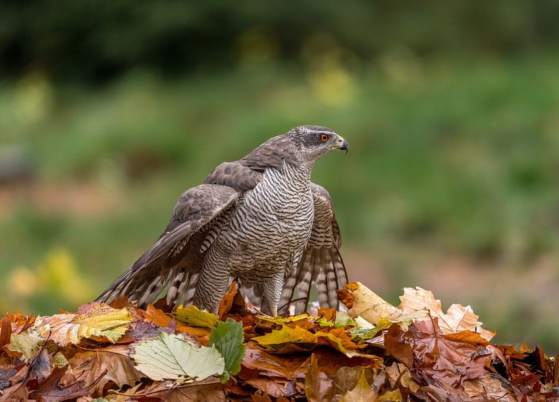 Northern Goshawk! by Robert Kok