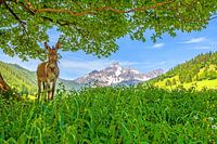 A donkey in Filzmoos