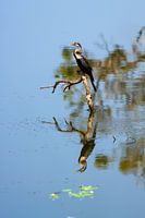 Indian darter / cormorant with reflection