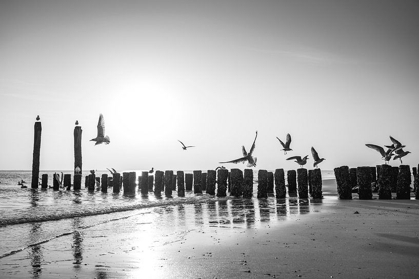 Flötende Möwen im Flug gegen Licht und Pfahlreihe von Femke Ketelaar