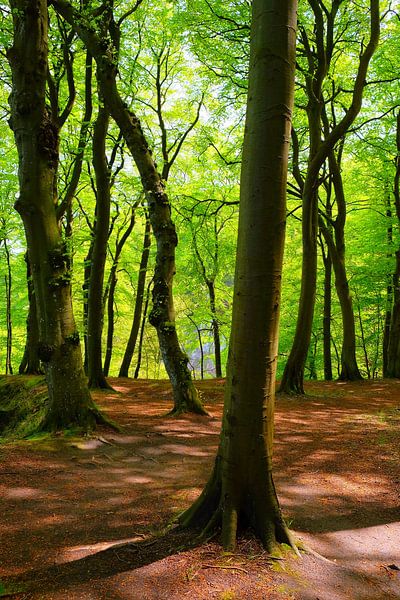 Im Maiwald von Ostsee Bilder