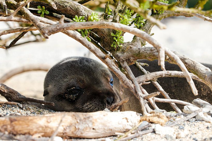 Sleeping baby von Niels van Fessem